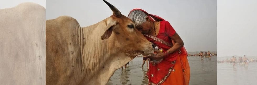 Declare Cow Protection A Fundamental Right Of Hindus: Allahabad High Court